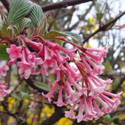 Winter-flowering Viburnum 'Dawn'